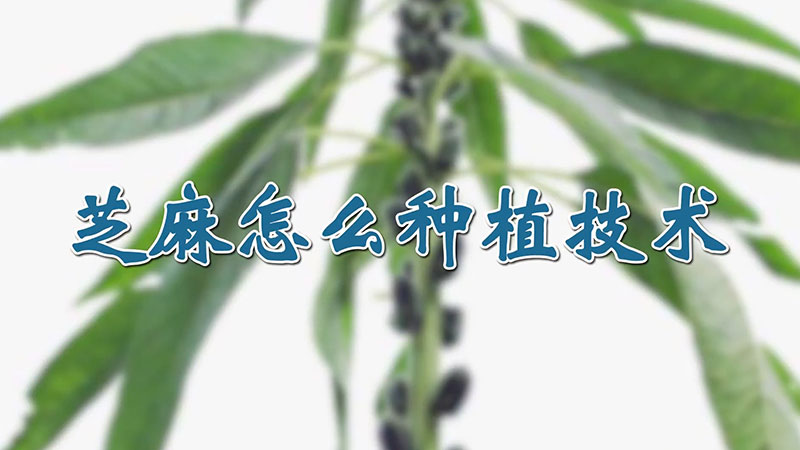 芝麻怎么种植技术