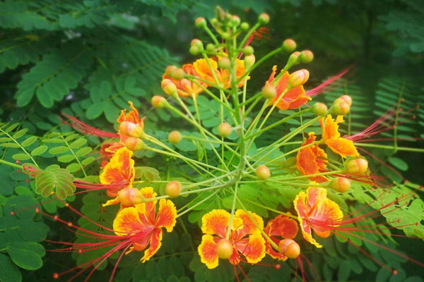 凤凰花花语是什么