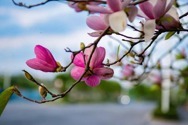 玉兰花花语的含义