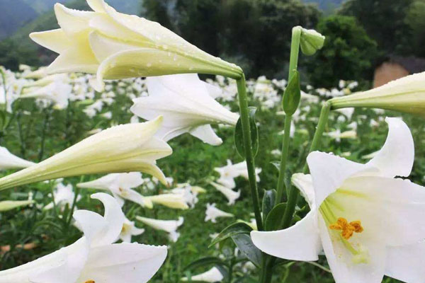 12朵白百合花语