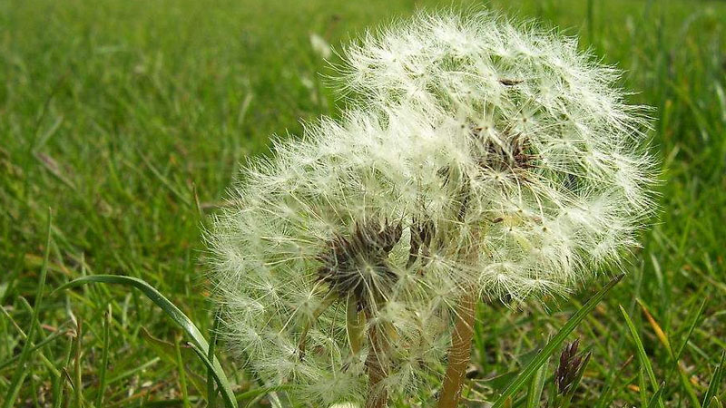 什么花的花语最悲伤