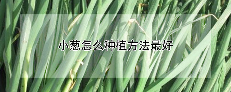 小葱怎么种植方法最好