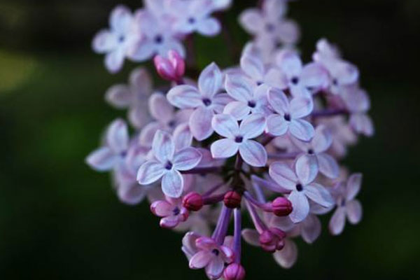 丁香花花语