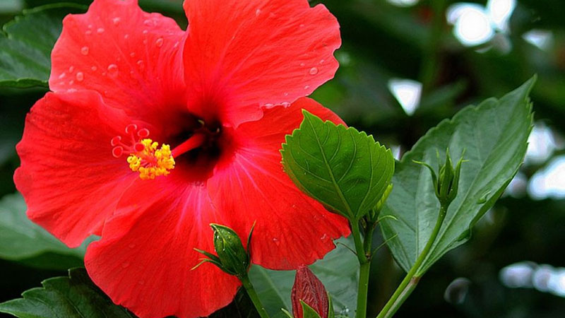 扶桑花的花语
