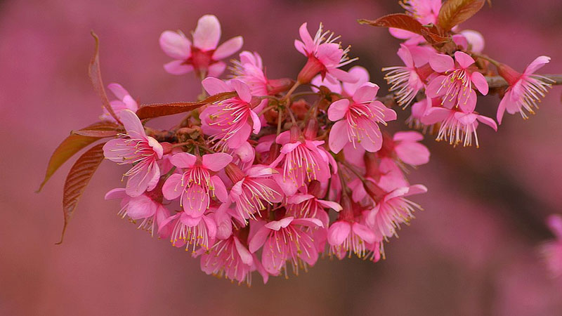 冬樱花花语