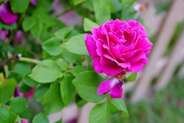 紫蔷薇花语 发财农业网