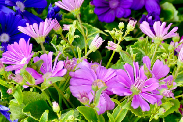 富贵菊花语