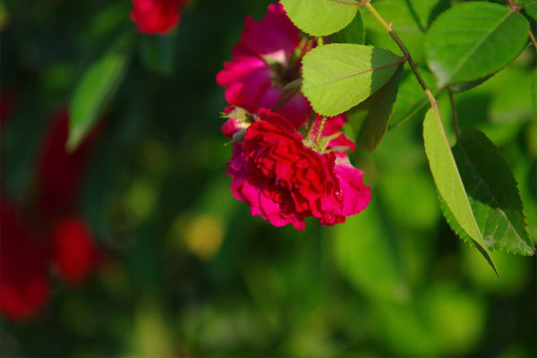 红红的花的花语