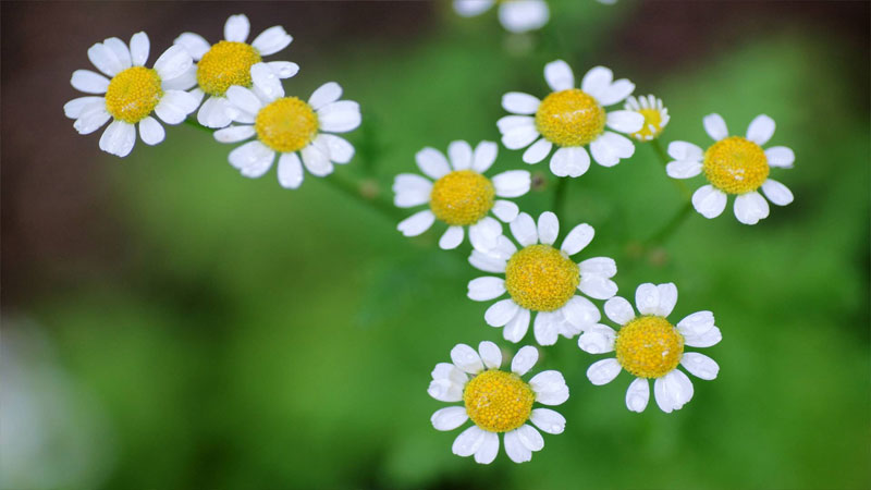 小雏菊颜色不同花语