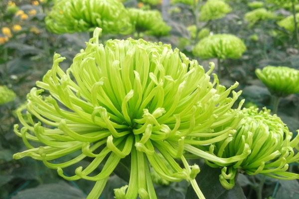 绿菊花的花语和寓意