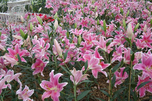 19朵香水百合花语