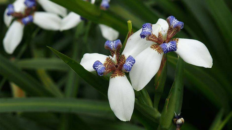 香根鸢尾花语