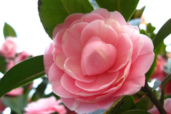 粉茶花的花语是什么