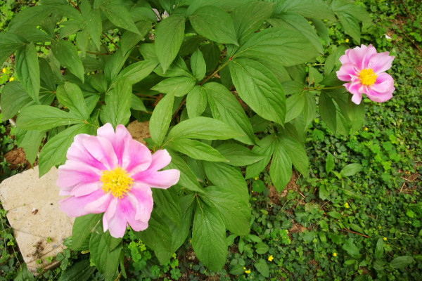 芍药是什么