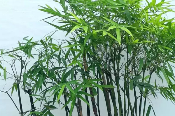 凤尾竹花语
