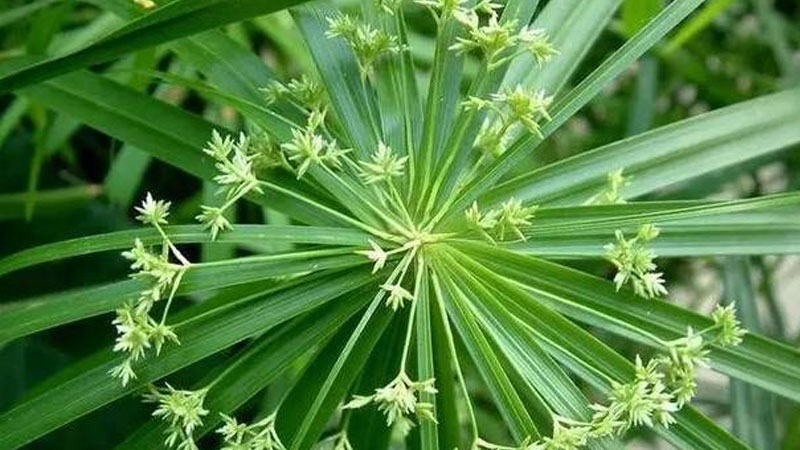 伞竹开花象征什么