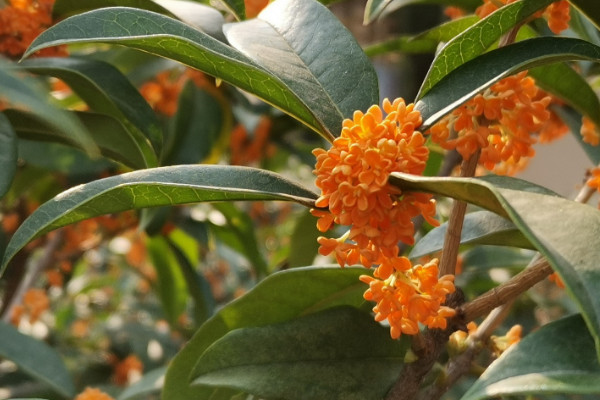 丹桂飘香是什么季节