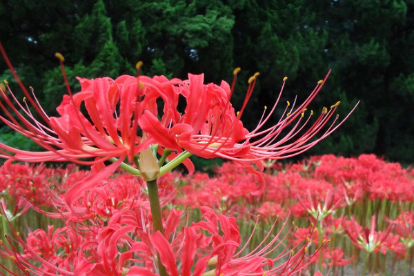 彼岸花的花语是什么