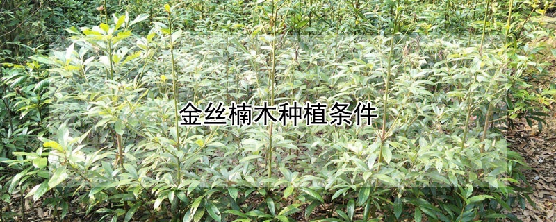 金丝楠木种植条件