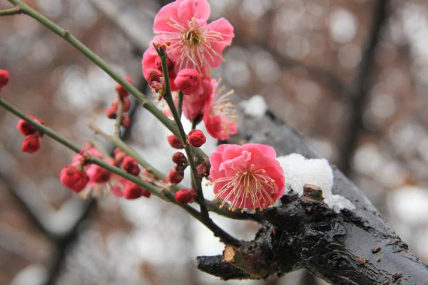 腊梅的花语