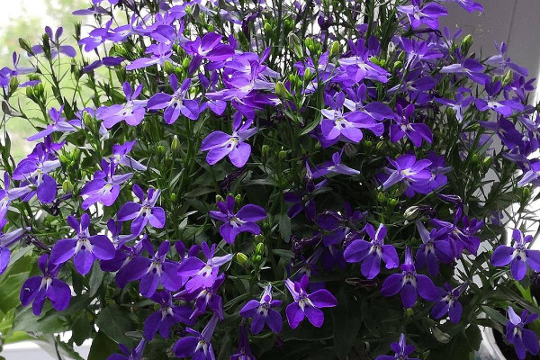 六倍利花语