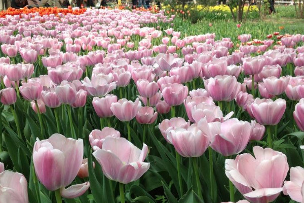 粉色郁金香花语