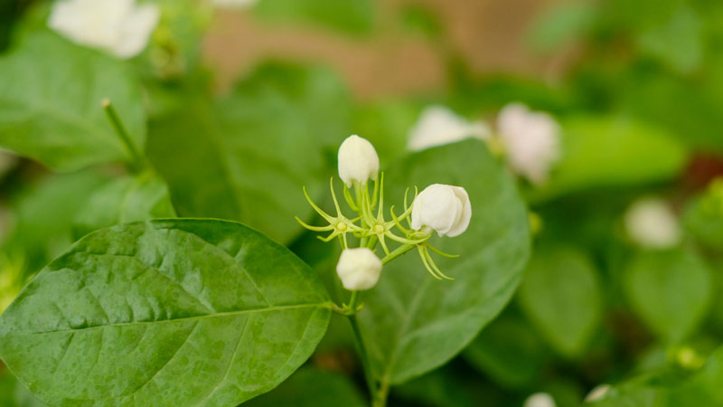 茉莉花的常见品种