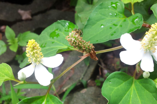 鱼腥草在哪里生长