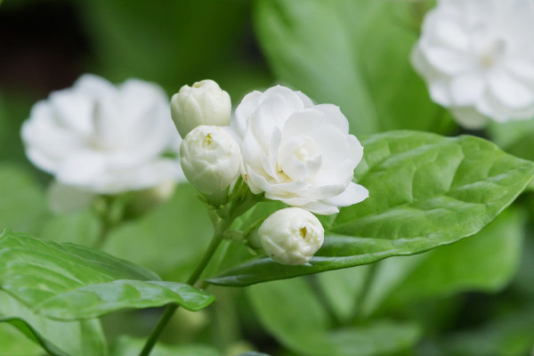 茉莉花茶产地