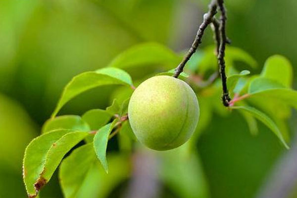 梅子黄时是什么季节