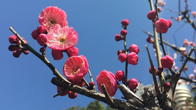 花中四君子的象征意义