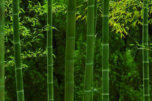 花中四君子的象征意义