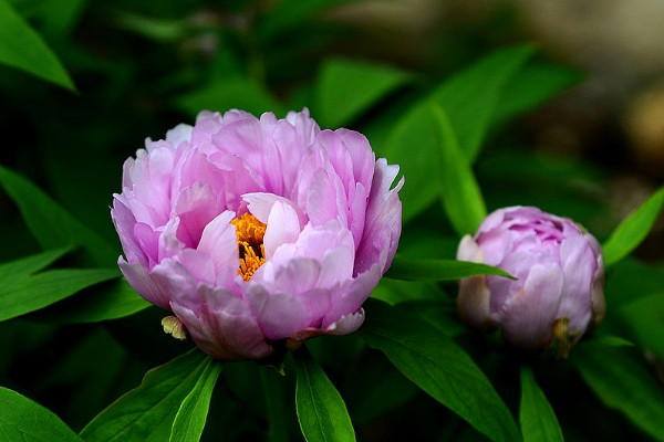 牡丹花的特点