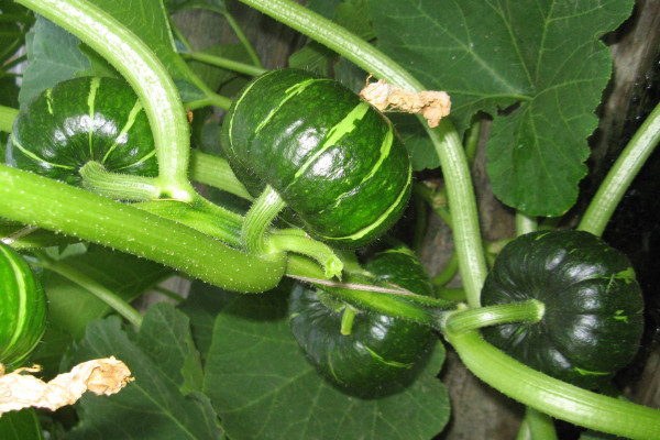 南瓜的种类和名称 发财农业网