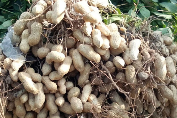 落花生和花生的区别 发财农业网