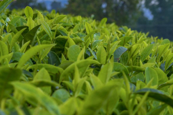 普洱茶属于什么茶