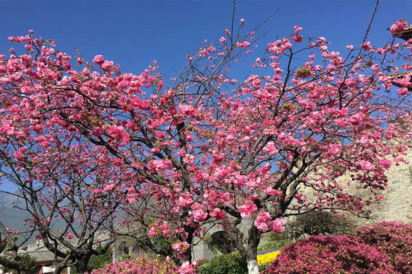 樱花树叶子是什么形状