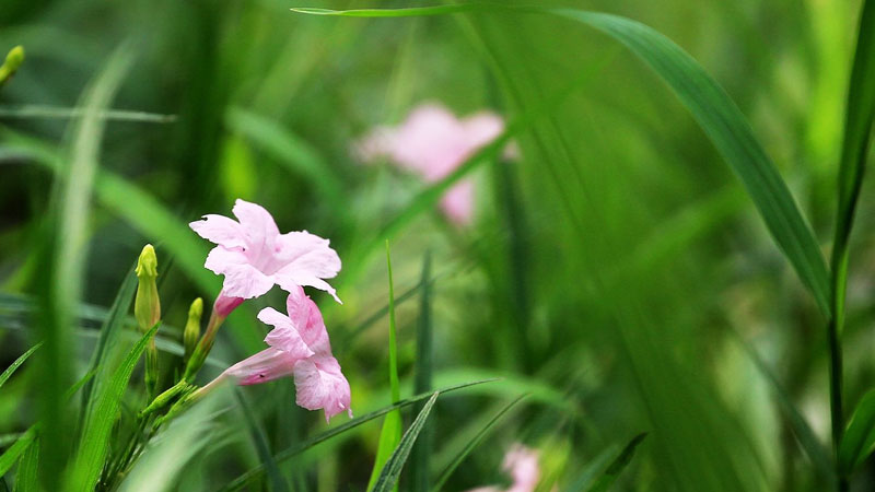 兰花草和兰花的区别