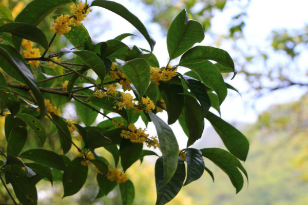 桂花树好养吗