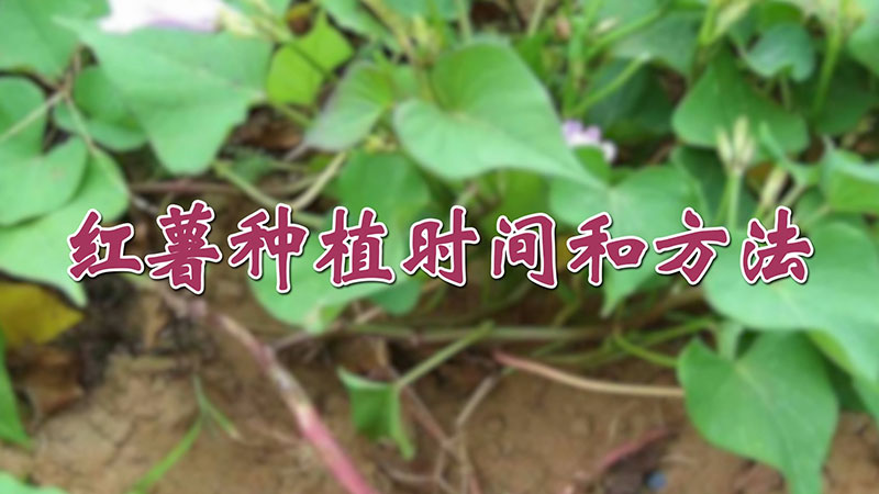 红薯种植时间和方法