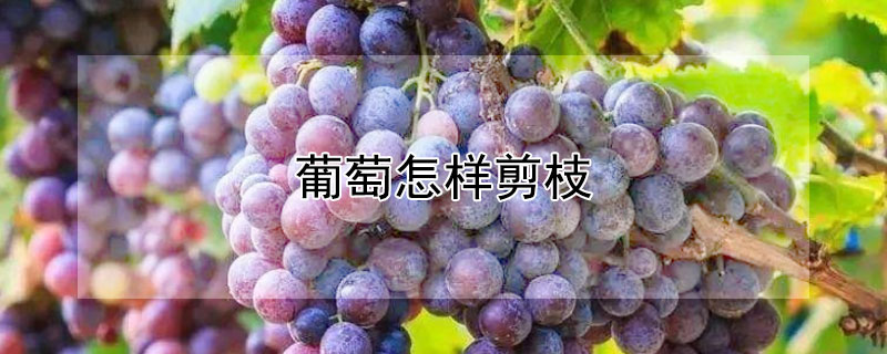 葡萄怎样剪枝