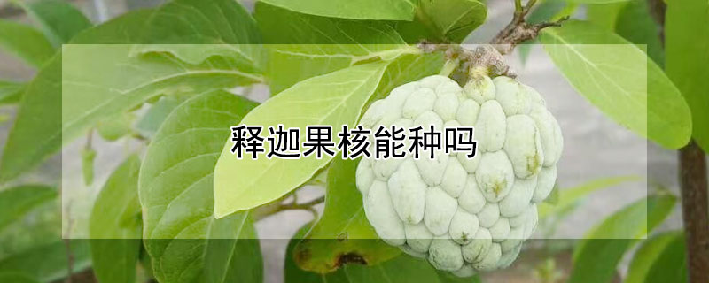 释迦果核能种吗