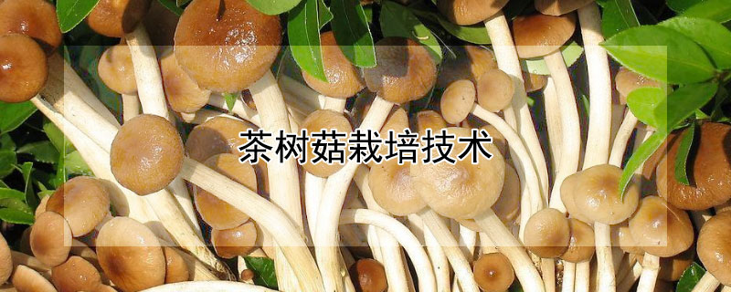 茶树菇栽培技术 —【发财农业网】