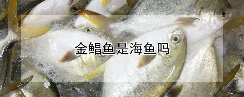 金鲳鱼是海鱼吗