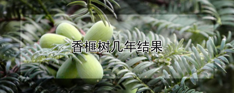 香榧树几年结果