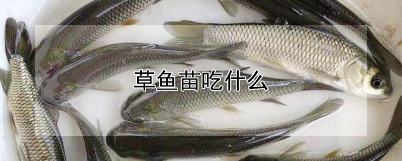 草鱼苗吃什么