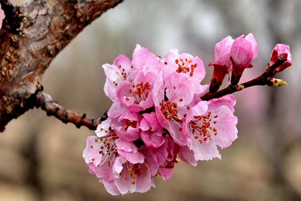 杏花是什么季节开的