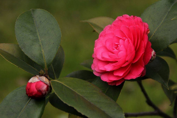 茶花的特点