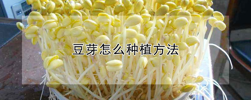 豆芽怎么种植方法