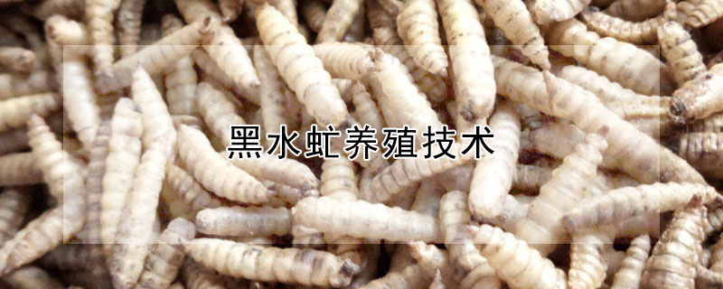 黑水虻养殖技术